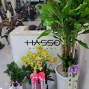 하쏘헤어 이미지