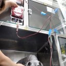 한국동물혈액은행 동물병원 이미지