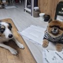(공동구매) 배변패드, 다 거기서 거기라고 생각했어요｜하웃 강아지 애견 배변 패드 실사용 후기