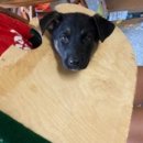 똥꼬발랄 이미지