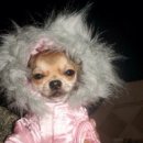 따뜻하개 이미지