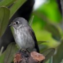 고성리-18 이미지