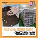 준 꽃벵이