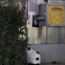황금돼지복권방
