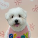 글로리퍼피 이미지