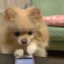개판 Daum카페