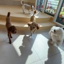 솔솔애견유치원 이미지