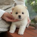 미유펫 강아지애견미용 이미지