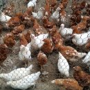 박순섭 농장 이미지