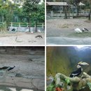 베트남의 에버랜드 / 다이남 파크, 동물원 이미지