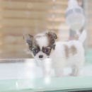 사랑애견샵 이미지