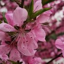 🍒시작은 나🍒. 🍎뇌의 시간🍎🌼갑사 황매화 구경오세유🌼 이미지