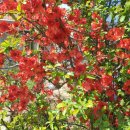 바뜰에 작은카페 이미지