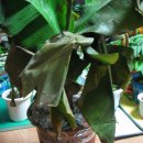 몽키바나나 이미지