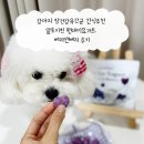 광선축산 | 강아지 장건강유산균 간식추천 알로키친 원데이요거트 베리앤베리 후기