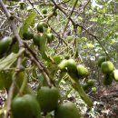 다래농장 이미지