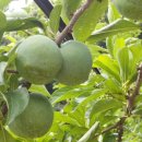 낙원농장2 이미지