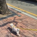 우복정냉면 | [안양] 안양예술공원 커피동 석수리 카페 (애견동반 가능🐕) / 뚜벅이 산책 코스