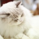 랙돌캐터리올리비아 이미지