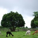 마더농장 이미지