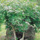 아리숲펜션 이미지