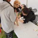 프로펫애견미용학원 이미지