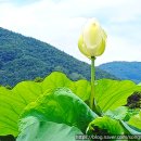 (주)농업회사법인 밀양연꽃마을 | 밀양연꽃단지