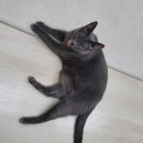 호텔이냥 이미지