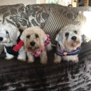 댄디애견 이미지