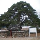 울진소나무 이미지