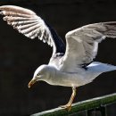 갈매기꿈 이미지