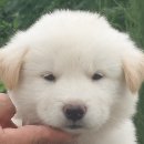 고목나무