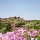 제 66회 (5월 9일)정기산행계획 : 보성 초암산 철쭉테마산행 이미지