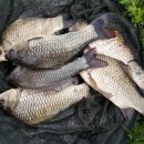 버들낚시터 이미지