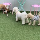 머슬독 이미지