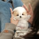 킴스펫 하우스 이미지