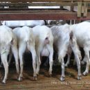 오주농장 이미지