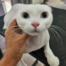 아꼬운몽 이미지