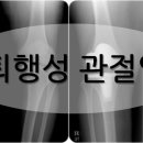 바로세움
