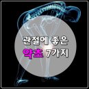 관절에 좋은 7가지 약초 이미지