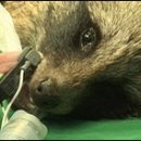 강원대학교 야생동물구조센터 이미지