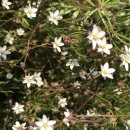 서성일로 이미지