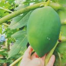 그린파파야 이미지