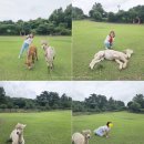 밤실목장(제2농장) | 제주 애월 가볼만한곳 도치돌알파카목장 제주도 아이랑 갈만한 곳
