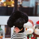 맘앤독스 이미지