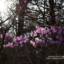 진달래목장 이미지