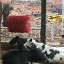 원동목장 이미지