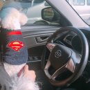 UR(의정부시)-[송현로]-상-16 | [따루랑 나들이] 돌도리네 애견카페로 친구들을 만나러 간 따루, 과연 재미있게 놀았을까?