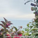 보리심 이미지
