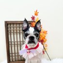 뽀프퍼피 이미지